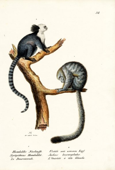 Nocturnal Monkey by Karl Joseph Brodtmann